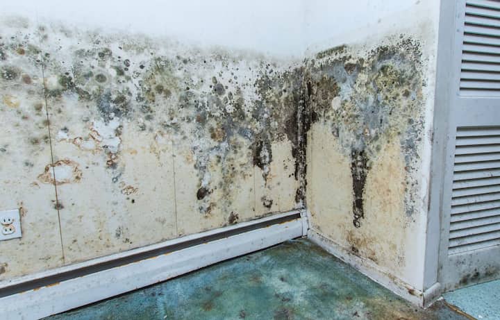 mold removal brandon fl